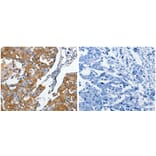 CRMP5 Antibody from Signalway Antibody (31174) - Antibodies.com