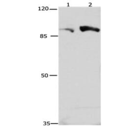 CUL4A Antibody from Signalway Antibody (31175) - Antibodies.com