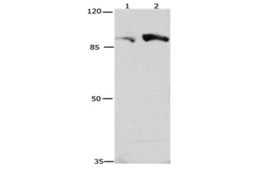 CUL4A Antibody from Signalway Antibody (31175) - Antibodies.com