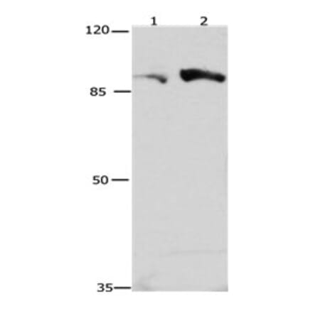 CUL4A Antibody from Signalway Antibody (31175) - Antibodies.com