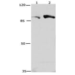 CUL4A Antibody from Signalway Antibody (31175) - Antibodies.com