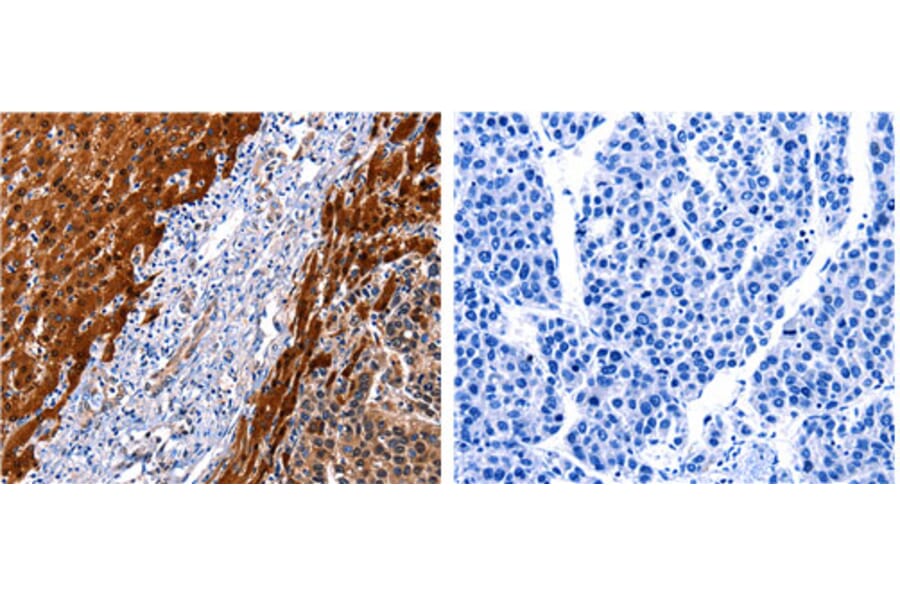 CUL4A Antibody from Signalway Antibody (31175) - Antibodies.com