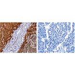 CUL4A Antibody from Signalway Antibody (31175) - Antibodies.com