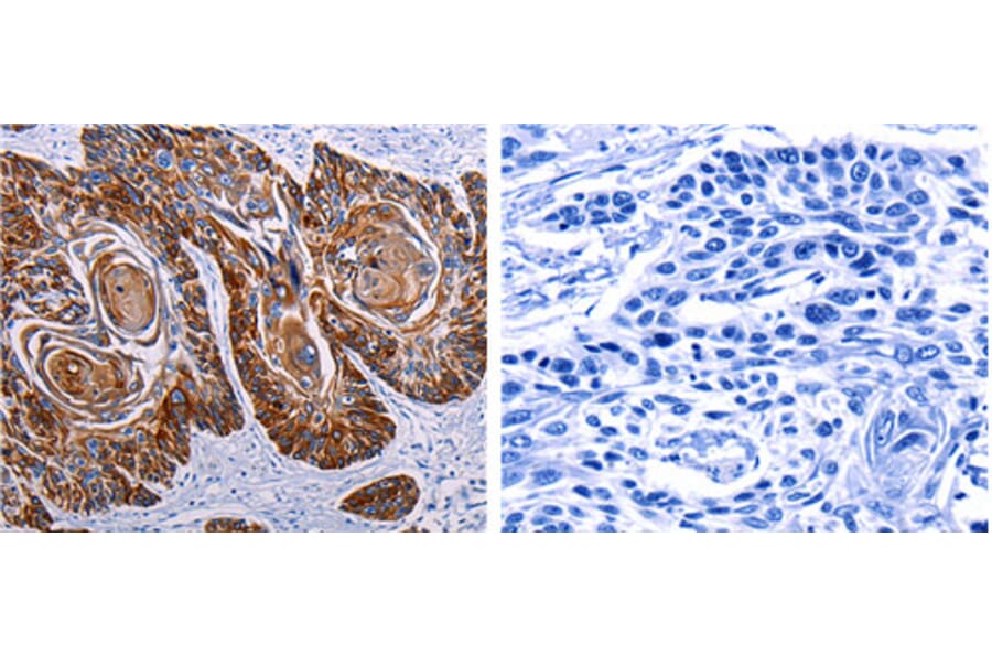 DEFA1 Antibody from Signalway Antibody (31183) - Antibodies.com