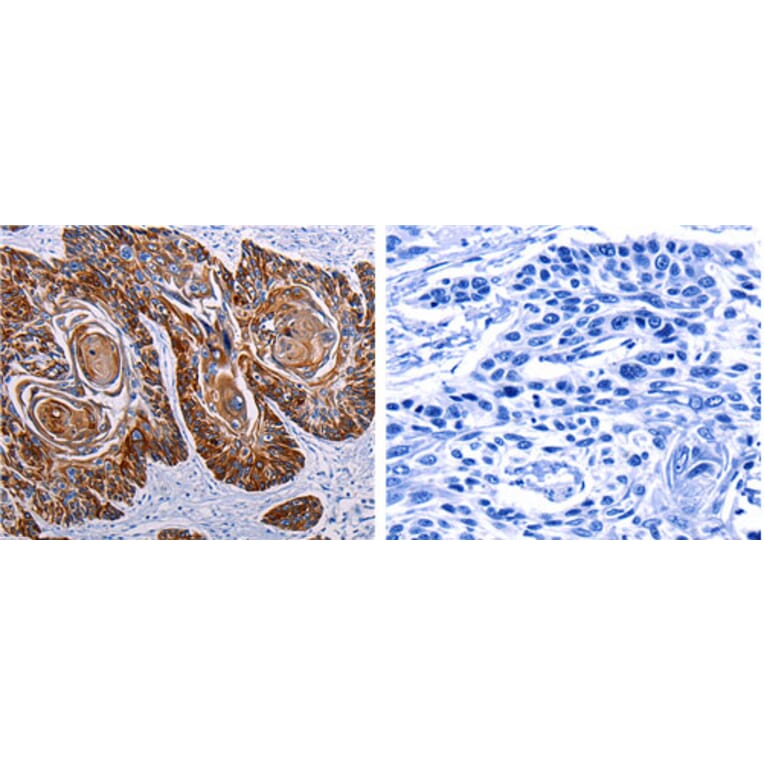 DEFA1 Antibody from Signalway Antibody (31183) - Antibodies.com