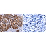 DEFA1 Antibody from Signalway Antibody (31183) - Antibodies.com