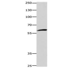 DISC1 Antibody from Signalway Antibody (31185) - Antibodies.com