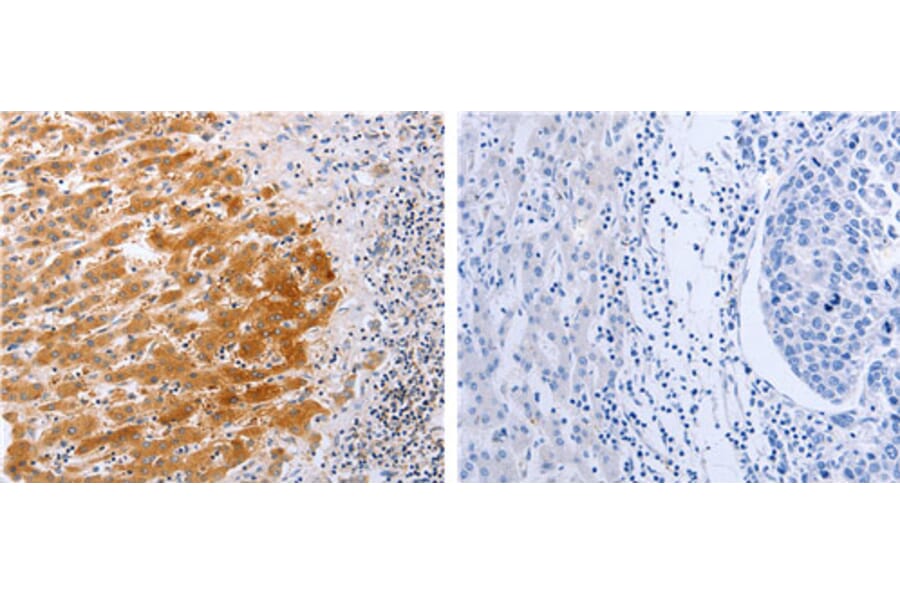 DISC1 Antibody from Signalway Antibody (31185) - Antibodies.com