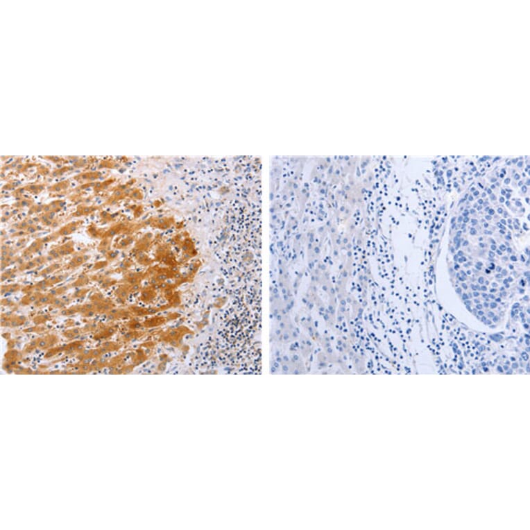 DISC1 Antibody from Signalway Antibody (31185) - Antibodies.com