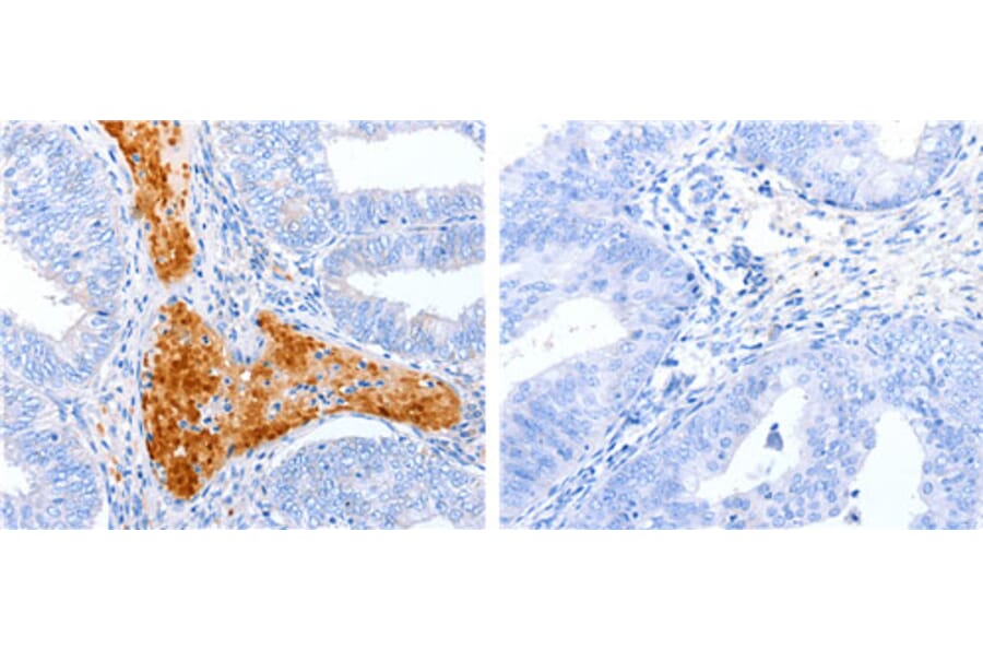 ENPP7 Antibody from Signalway Antibody (31192) - Antibodies.com