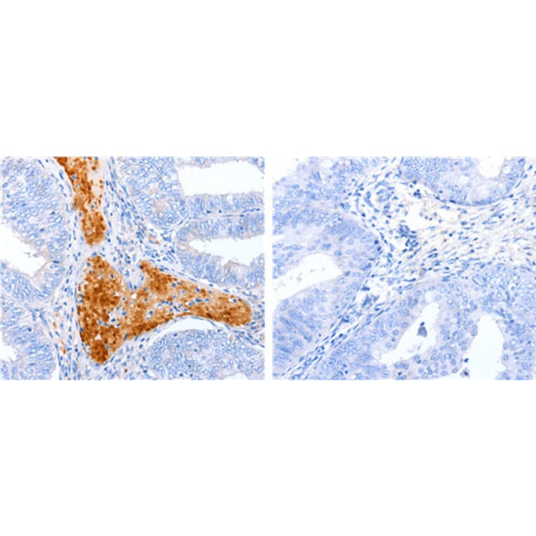 ENPP7 Antibody from Signalway Antibody (31192) - Antibodies.com