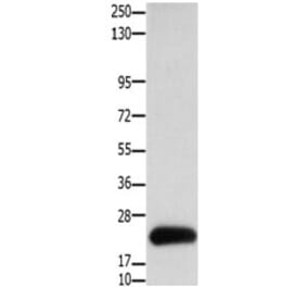 CLDN4 Antibody from Signalway Antibody (31202) - Antibodies.com