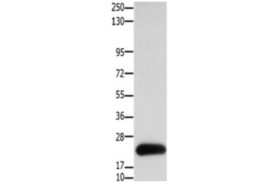 CLDN4 Antibody from Signalway Antibody (31202) - Antibodies.com