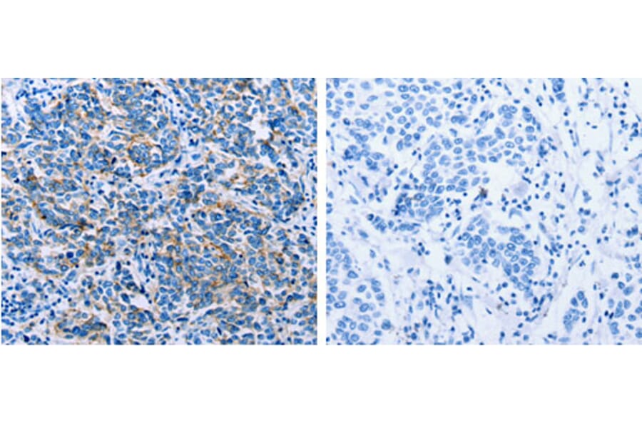 CLDN4 Antibody from Signalway Antibody (31202) - Antibodies.com
