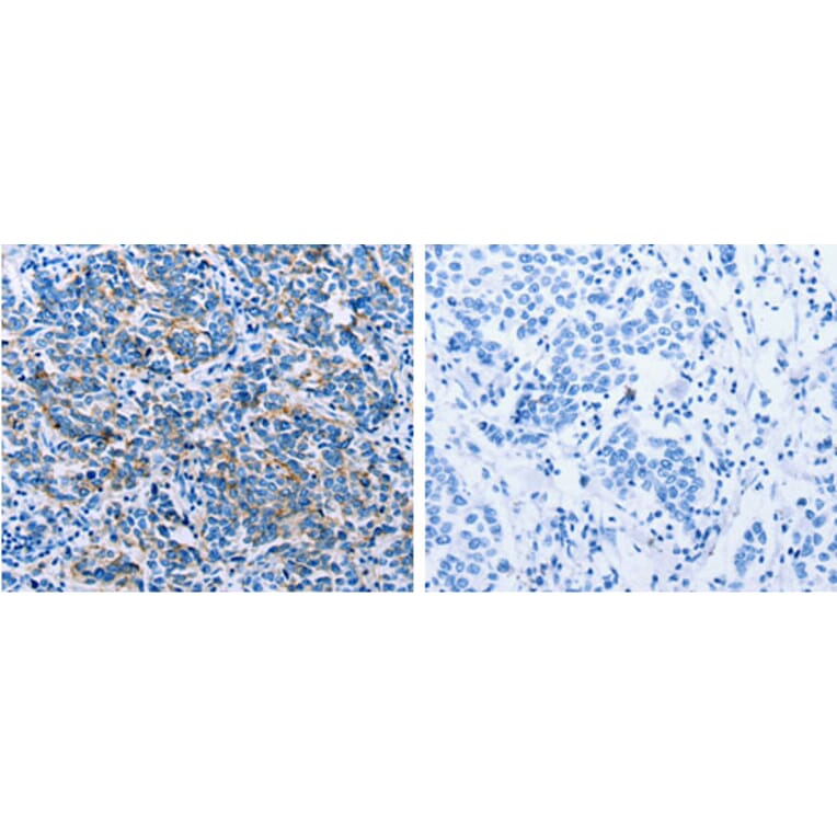 CLDN4 Antibody from Signalway Antibody (31202) - Antibodies.com