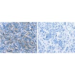 CLDN4 Antibody from Signalway Antibody (31202) - Antibodies.com