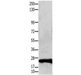 CLDN1 Antibody from Signalway Antibody (31203) - Antibodies.com