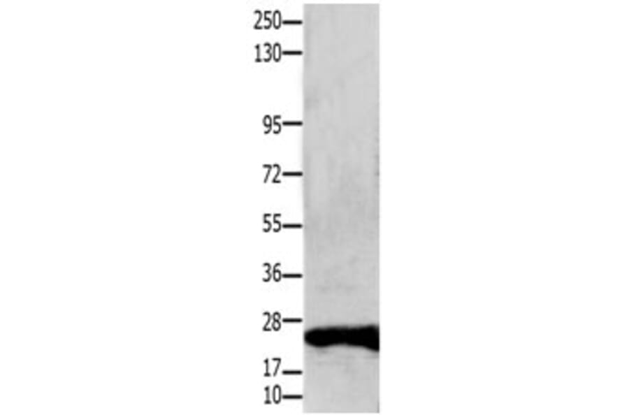 CLDN1 Antibody from Signalway Antibody (31203) - Antibodies.com