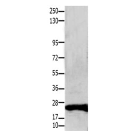 CLDN1 Antibody from Signalway Antibody (31203) - Antibodies.com