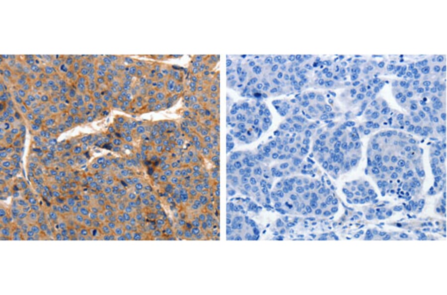 CLDN1 Antibody from Signalway Antibody (31203) - Antibodies.com