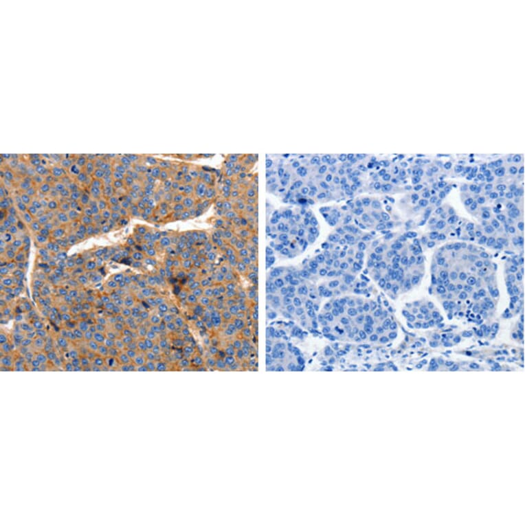 CLDN1 Antibody from Signalway Antibody (31203) - Antibodies.com