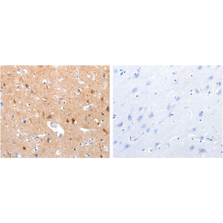 GPR6 Antibody from Signalway Antibody (31210) - Antibodies.com
