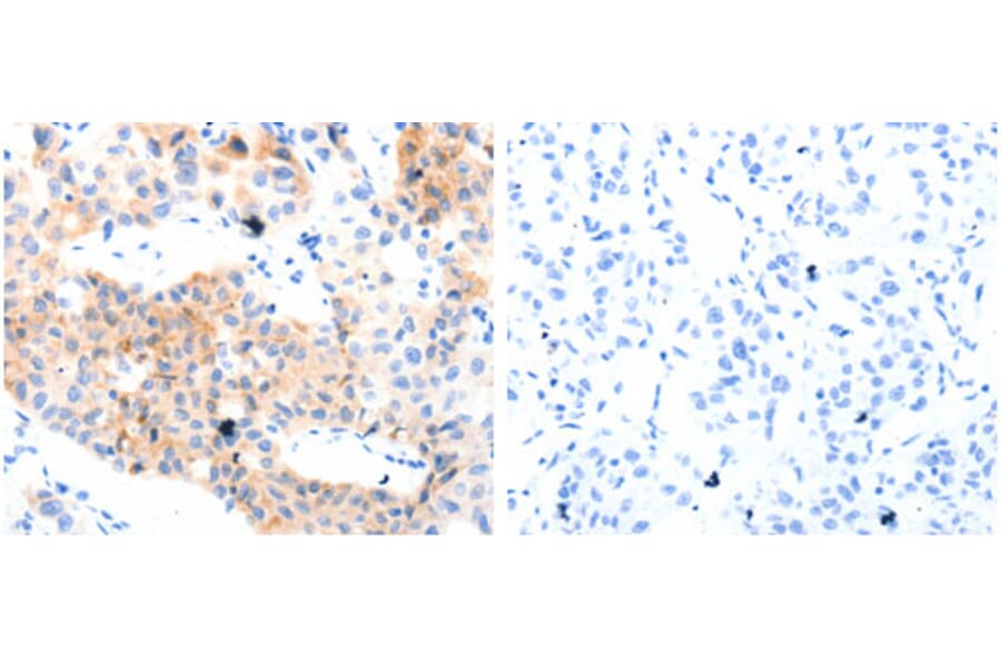GPR3 Antibody from Signalway Antibody (31211) - Antibodies.com