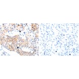 GPR3 Antibody from Signalway Antibody (31211) - Antibodies.com
