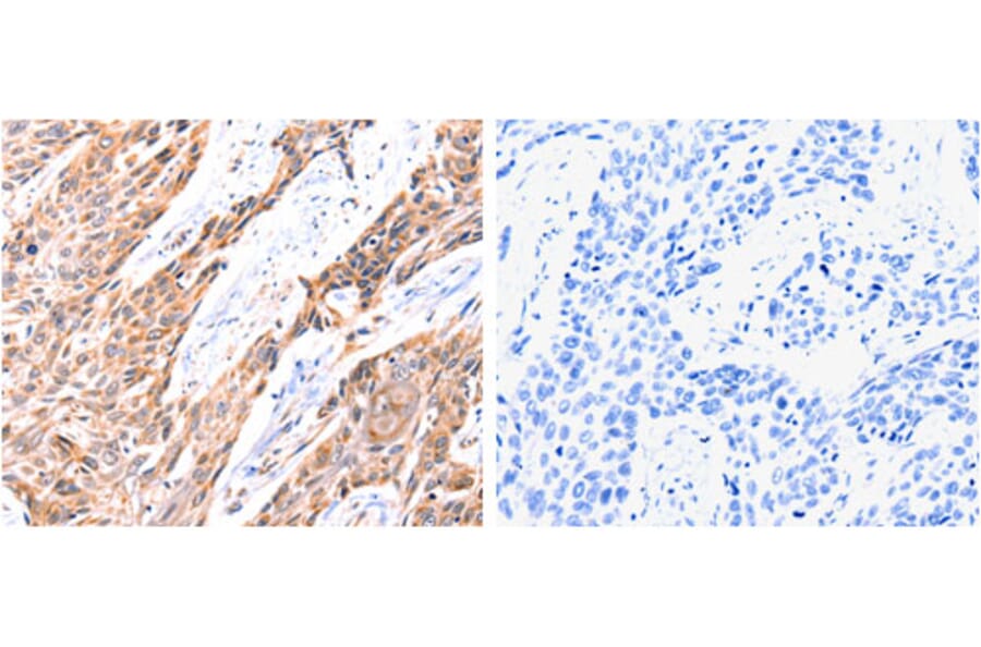 GNRHR Antibody from Signalway Antibody (31212) - Antibodies.com