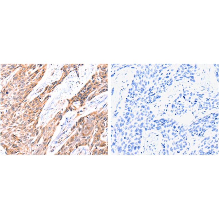 GNRHR Antibody from Signalway Antibody (31212) - Antibodies.com