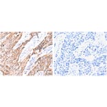 GNRHR Antibody from Signalway Antibody (31212) - Antibodies.com