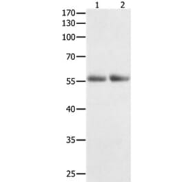 HDAC1 Antibody from Signalway Antibody (31215) - Antibodies.com