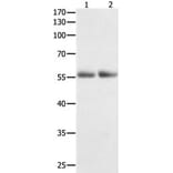 HDAC1 Antibody from Signalway Antibody (31215) - Antibodies.com