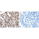 HDAC1 Antibody from Signalway Antibody (31215) - Antibodies.com
