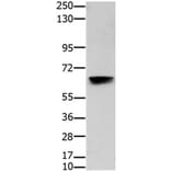 HDAC7 Antibody from Signalway Antibody (31217) - Antibodies.com
