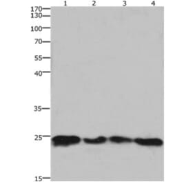 HMGB3 Antibody from Signalway Antibody (31220) - Antibodies.com