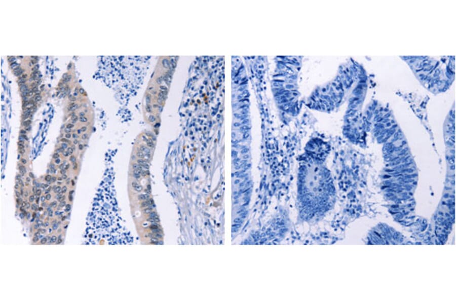 HMGB3 Antibody from Signalway Antibody (31220) - Antibodies.com