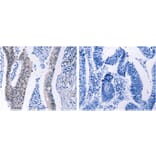 HMGB3 Antibody from Signalway Antibody (31220) - Antibodies.com