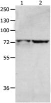 Gel: 8% SDS-PAGELane1: Hela cell lysate Lane2: 293T cell lysate. Lysates: 40ug per lane. Primary antibody: 1/1300 dilution. Secondary antibody: Goat anti Rabbit IgG - H&L (HRP) at 1/5000 dilution. Exposure time: 2 minutes