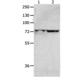 MCMBP Antibody from Signalway Antibody (31234) - Antibodies.com