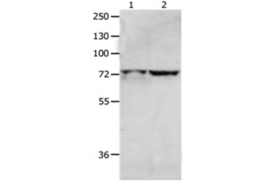 MCMBP Antibody from Signalway Antibody (31234) - Antibodies.com