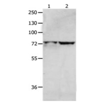 MCMBP Antibody from Signalway Antibody (31234) - Antibodies.com