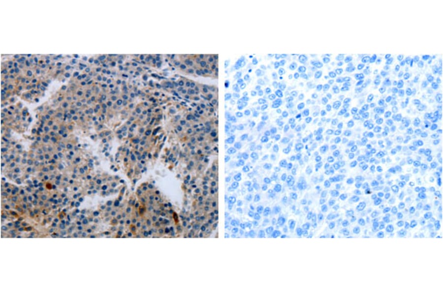 MCMBP Antibody from Signalway Antibody (31234) - Antibodies.com