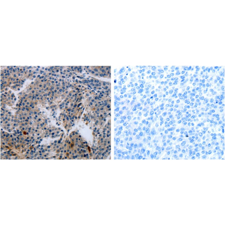 MCMBP Antibody from Signalway Antibody (31234) - Antibodies.com