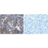 MCMBP Antibody from Signalway Antibody (31234) - Antibodies.com