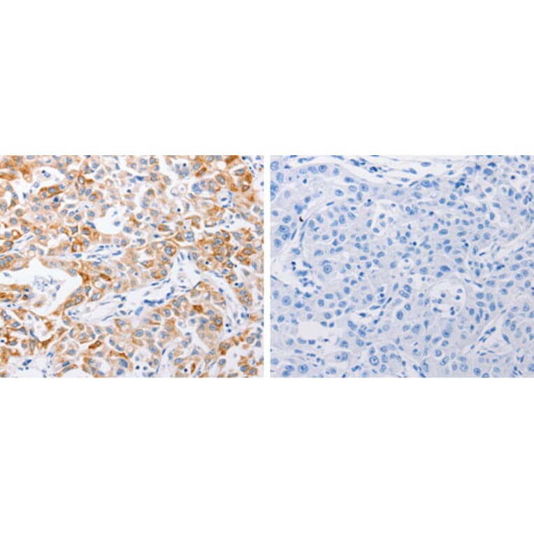 MMP10 Antibody from Signalway Antibody (31239) - Antibodies.com