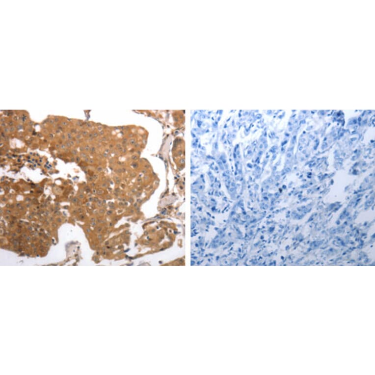 MMP27 Antibody from Signalway Antibody (31242) - Antibodies.com