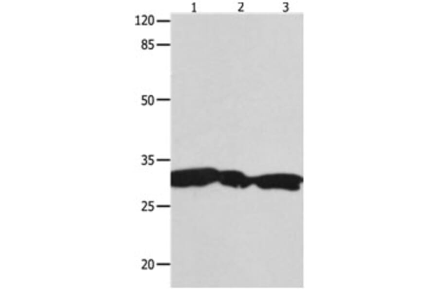 YWHAG Antibody from Signalway Antibody (31246) - Antibodies.com