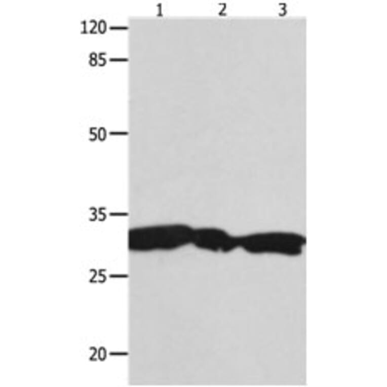 YWHAG Antibody from Signalway Antibody (31246) - Antibodies.com