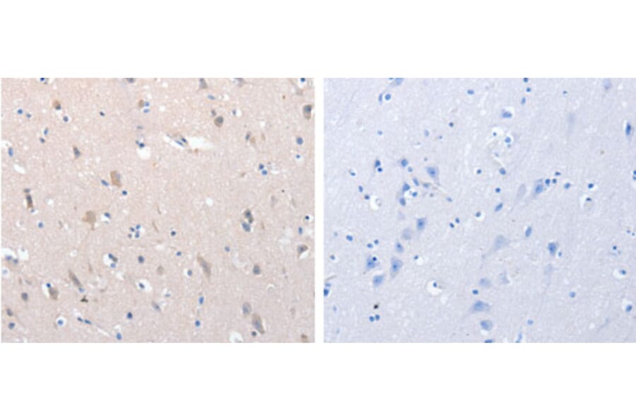 YWHAG Antibody from Signalway Antibody (31246) - Antibodies.com